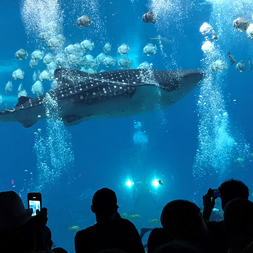Aquarium