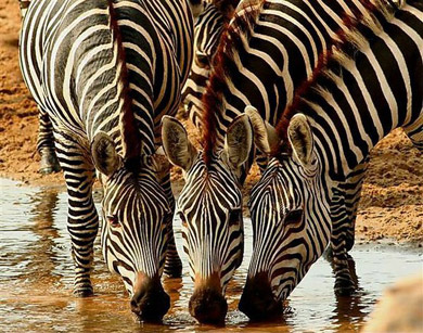 Zebras