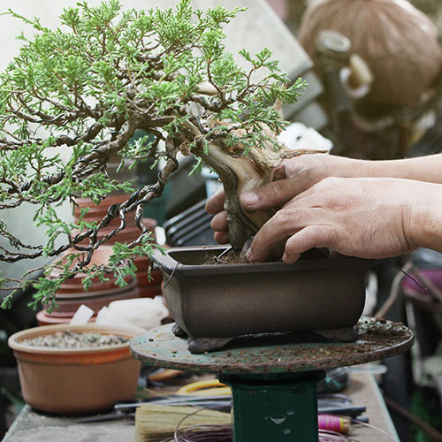hands planting bonzai tree in pot