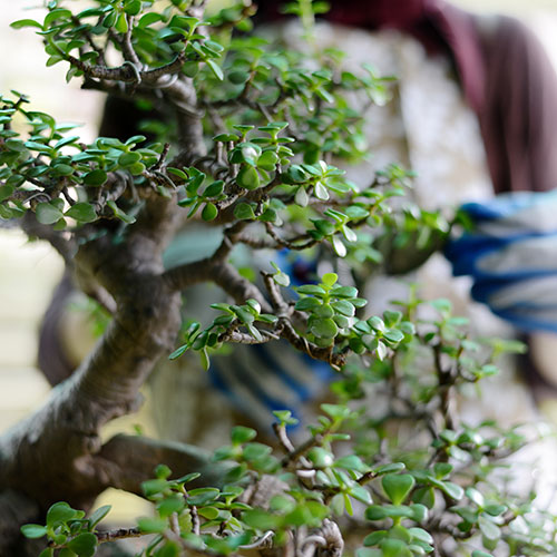 hands in background with bonzai tree in foreground