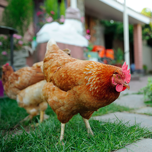 Backyard Chickens