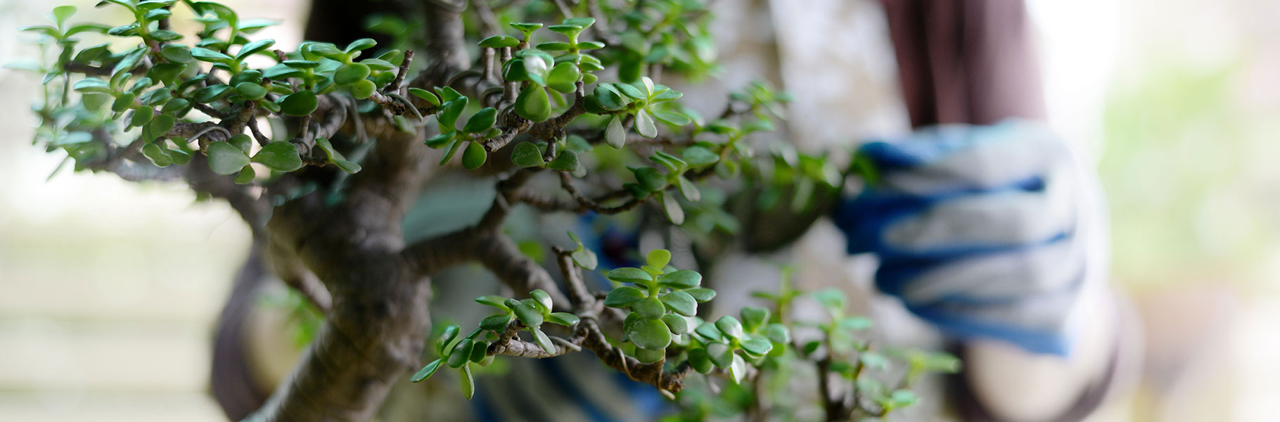 Magnolia State Bonsai Club Annual Show