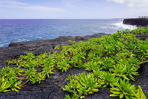 Shoreline in volcanos national park with big waves and swell