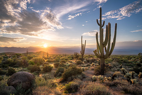 View of Saguaro Cactus near Portal Arizona