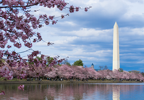 Washington Monument during Cherry Blossom Festival at the tidal basin, Washington DC, USA