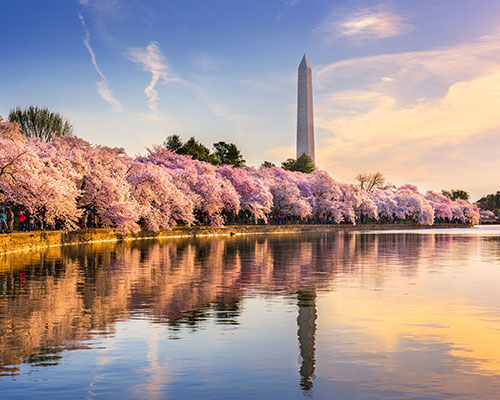 Washington Monument and cherry blossoms in Washington, DC